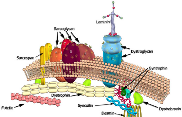 Sarcolemmal cytoskeleton